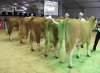 cournon2011 sections